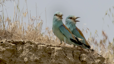 Gökkuzgun - Coracias garrulus kuş fotoğrafı