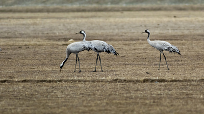 Turna - Grus grus kuş fotoğrafı