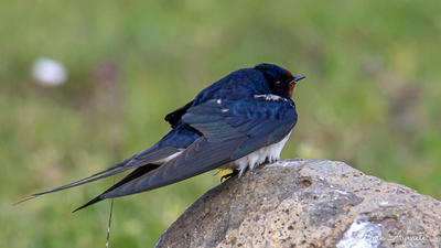Kır Kırlangıcı - Hirundo rustica kuş fotoğrafı