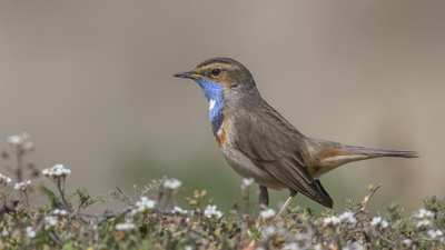 Mavigerdan (Luscinia svecica) - Malatya / Battalgazi kuş fotoğrafı