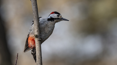 Alaca Ağaçkakan - Dendrocopos syriacus kuş fotoğrafı