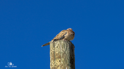 Küçük Kumru (Spilopelia senegalensis) - Ankara / Çankaya kuş fotoğrafı
