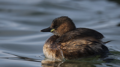 Küçük Batağan - Tachybaptus ruficollis kuş fotoğrafı