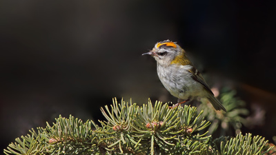 Sürmeli Çalıkuşu - Regulus ignicapilla kuş fotoğrafı