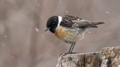 Taşkuşu - Saxicola rubicola kuş fotoğrafı