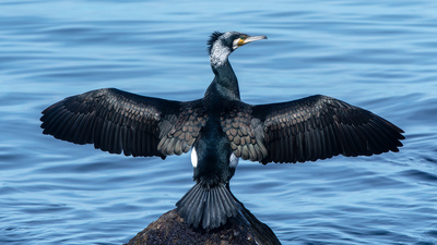 Karabatak - Phalacrocorax carbo kuş fotoğrafı