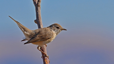 Akgerdanlı Ötleğen (Curruca communis) - Malatya / Battalgazi kuş fotoğrafı