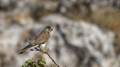 Kerkenez (Falco tinnunculus) - Burdur / Bucak kuş fotoğrafı