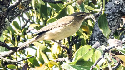 Söğütbülbülü (Phylloscopus trochilus) - Kırklareli / Merkez kuş fotoğrafı