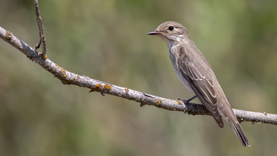 Benekli Sinekkapan - Muscicapa striata kuş fotoğrafı