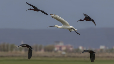 Kaşıkçı (Platalea leucorodia) - Aksaray / Merkez kuş fotoğrafı