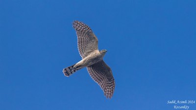 Atmaca (Accipiter nisus) - KKTC / Girne kuş fotoğrafı