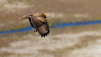 Kızıl Şahin - Buteo rufinus kuş fotoğrafı