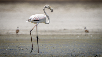 Flamingo