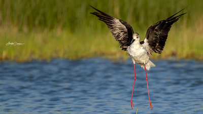 Uzunbacak - Himantopus himantopus kuş fotoğrafı