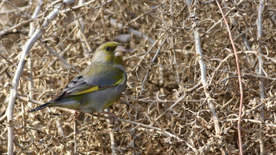 Florya (Chloris chloris) - Adana / Karataş kuş fotoğrafı