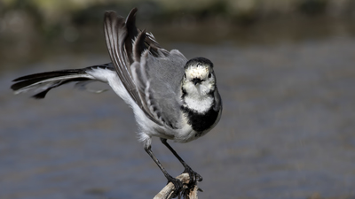 Ak Kuyruksallayan - Motacilla alba kuş fotoğrafı