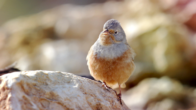 Kızıl Kirazkuşu - Emberiza caesia kuş fotoğrafı
