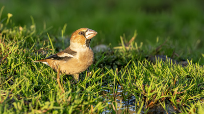 Kocabaş - Coccothraustes coccothraustes kuş fotoğrafı