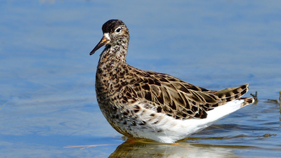 Dövüşkenkuş (Calidris pugnax) - Ankara / Gölbaşı kuş fotoğrafı