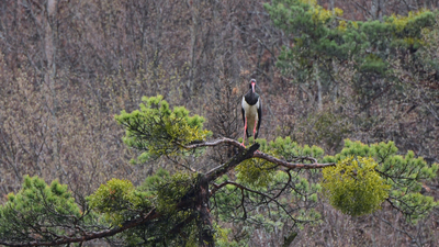 Kara Leylek - Ciconia nigra kuş fotoğrafı