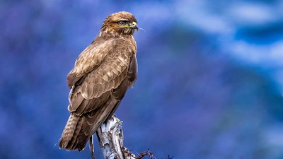 Şahin (Buteo buteo) - Isparta / Keçiborlu kuş fotoğrafı