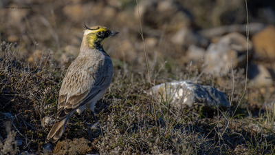 Kulaklı Toygar (Eremophila alpestris) - Bilecik / Bozüyük kuş fotoğrafı