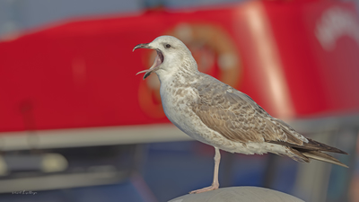 Gümüş Martı - Larus michahellis kuş fotoğrafı