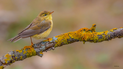Söğütbülbülü - Phylloscopus trochilus kuş fotoğrafı