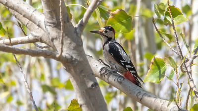 Alaca Ağaçkakan (Dendrocopos syriacus) - Burdur / Yeşilova kuş fotoğrafı