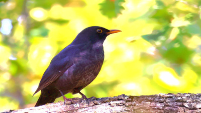 Karatavuk - Turdus merula kuş fotoğrafı