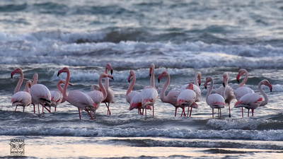 Flamingo