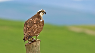 Balık Kartalı (Pandion haliaetus) - Malatya / Arguvan kuş fotoğrafı