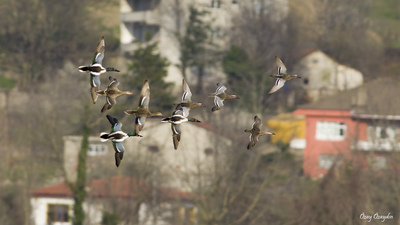 Kaşıkgaga (Spatula clypeata) - Zonguldak / Çaycuma kuş fotoğrafı