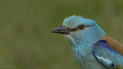 Gökkuzgun - Coracias garrulus kuş fotoğrafı