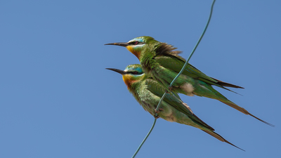 Yeşil Arıkuşu - Merops persicus kuş fotoğrafı