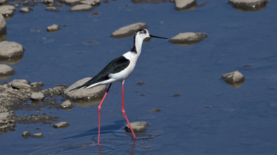 Uzunbacak - Himantopus himantopus kuş fotoğrafı