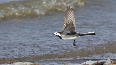 Ak Kuyruksallayan - Motacilla alba kuş fotoğrafı