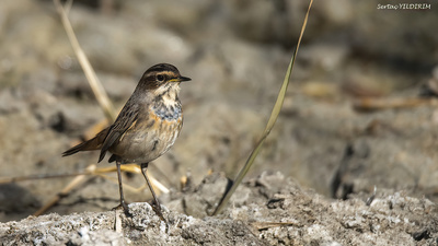 Mavigerdan (Luscinia svecica) - Ankara / Gölbaşı kuş fotoğrafı