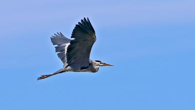 Gri Balıkçıl (Ardea cinerea) - Malatya / Battalgazi kuş fotoğrafı