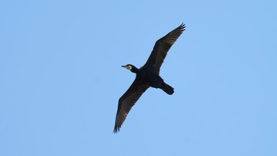 Karabatak (Phalacrocorax carbo) - Antalya / Elmalı kuş fotoğrafı