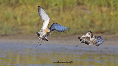 Çamurçulluğu - Limosa limosa kuş fotoğrafı