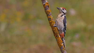 Orman Alaca Ağaçkakanı (Dendrocopos major) - Bilecik / Bozüyük kuş fotoğrafı