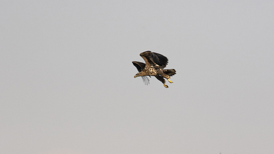 Akkuyruklu Kartal - Haliaeetus albicilla kuş fotoğrafı