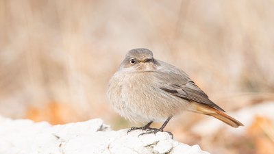 Kara Kızılkuyruk