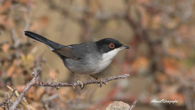 Maskeli Ötleğen - Curruca melanocephala kuş fotoğrafı