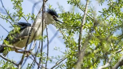 Gece Balıkçılı - Nycticorax nycticorax kuş fotoğrafı