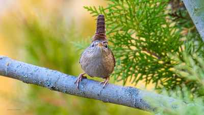 Çıtkuşu - Troglodytes troglodytes kuş fotoğrafı