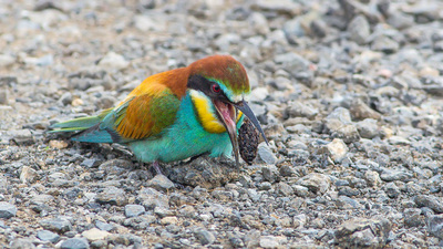 Arıkuşu - Merops apiaster kuş fotoğrafı