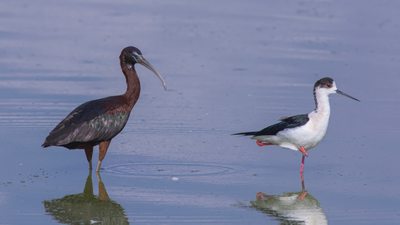Çeltikçi (Plegadis falcinellus) - KKTC / Lefkoşa kuş fotoğrafı